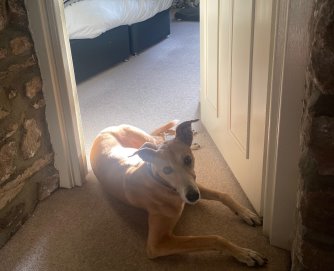 Cleo catching some rays of sunshine in her bedroom.